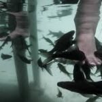 Menggali Keajaiban Dunia Bawah Air dengan Terapi Ikan