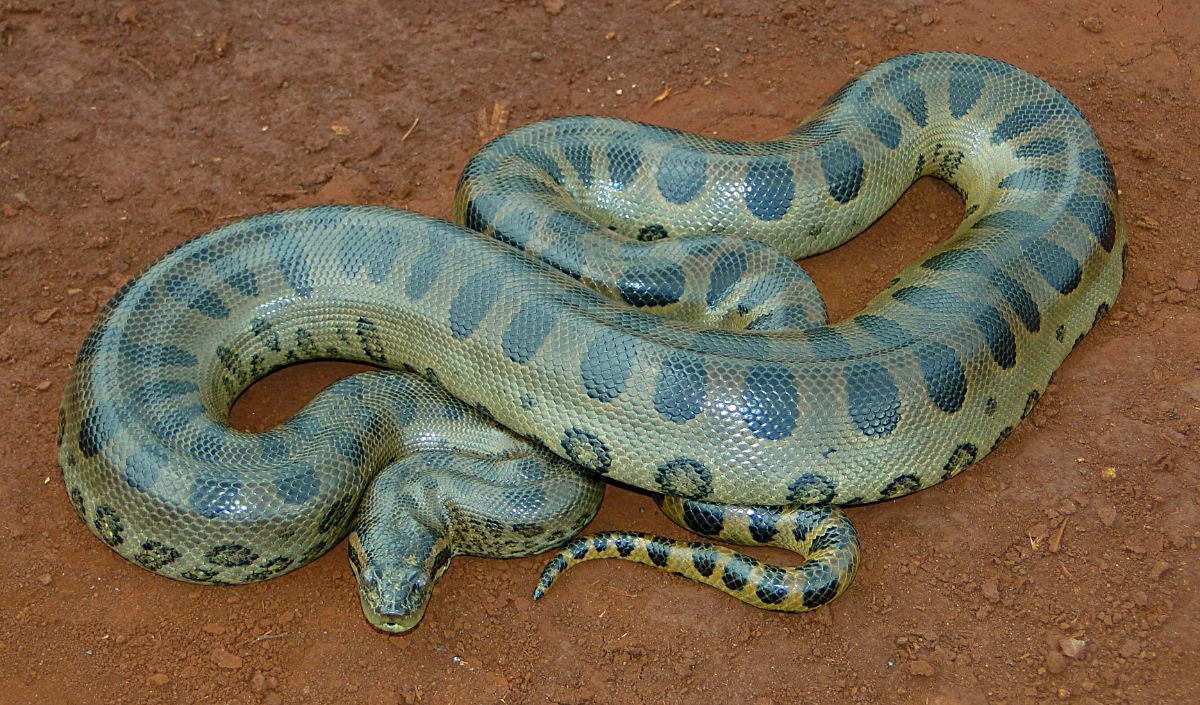 Mengungkap Misteri Ular Raksasa Anaconda Rekor Dunia