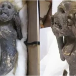 Misteri Putri Duyung Ternyata Buatan Manusia