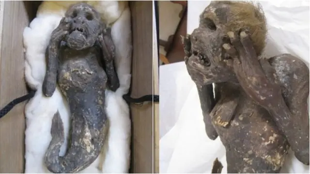 Misteri Putri Duyung Ternyata Buatan Manusia