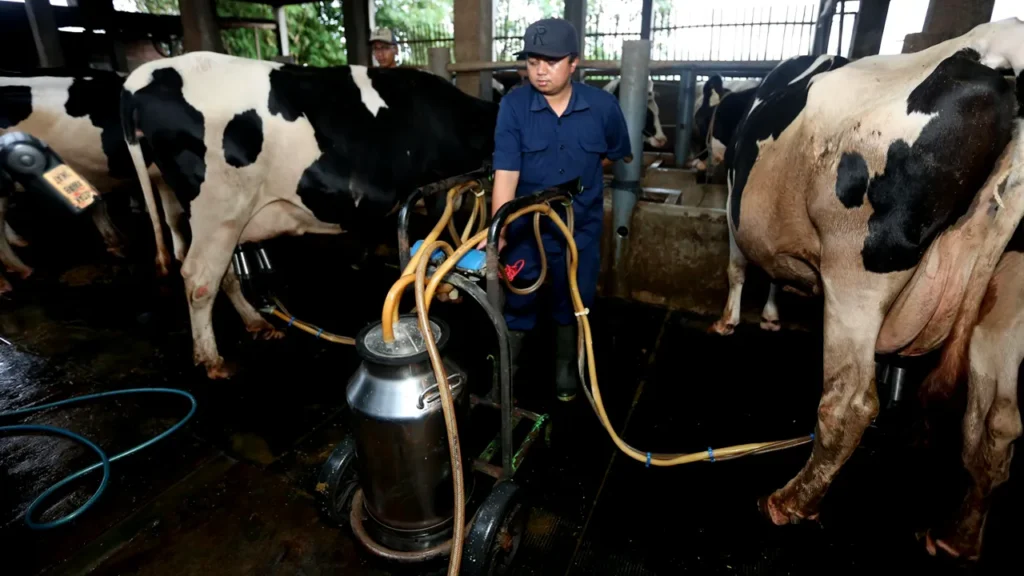FFI Mendukung Peternak Sapi Perah dengan Teknologi Modern MCC