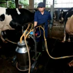 FFI Mendukung Peternak Sapi Perah dengan Teknologi Modern MCC