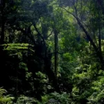 Misteri Pria Ponorogo yang Diajak Wanita Gaib ke Hutan