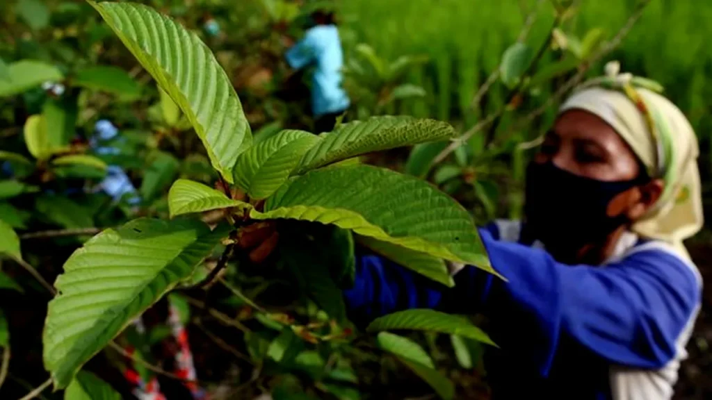 Pengusaha Teriak Ribuan Ton Kratom Tidak Bisa Diekspor